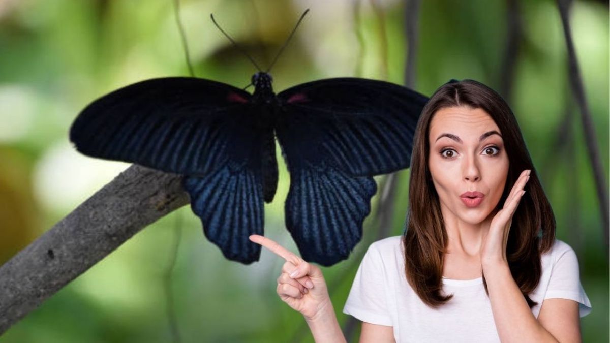 C'est la véritable signification d'un papillon noir entrant dans votre maison la nuit