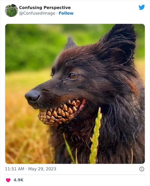 Des photographies qu’il faudra regarder à deux fois pour comprendre ce qui se passe