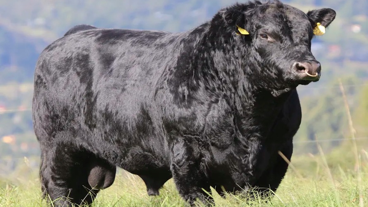 En croisant un taureau Angus avec des vaches Limousines, elle obtient un résultat étonnant