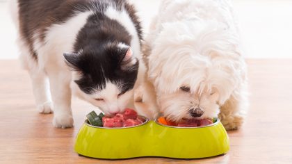 La liste des aliments à ne surtout jamais donner à votre chat, ils sont dangereux pour leur santé