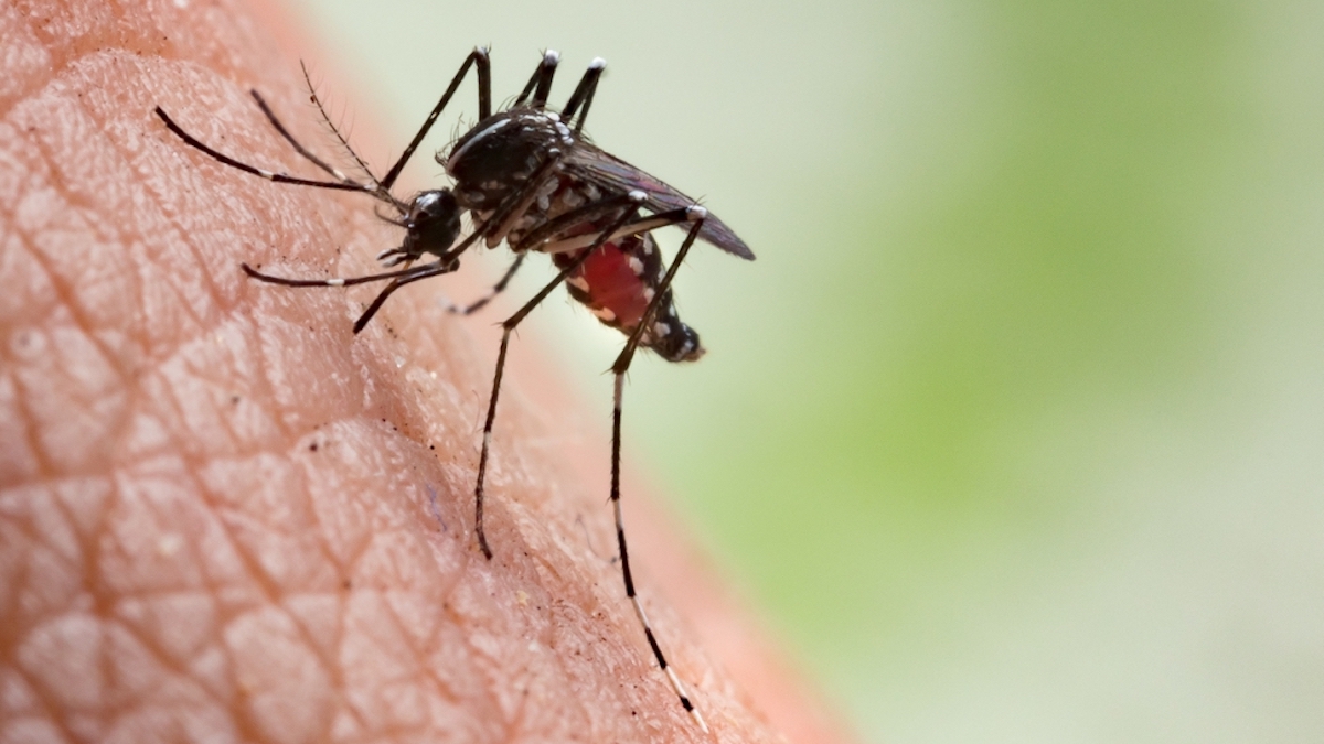 Maladies causées par les piqûres de moustiques