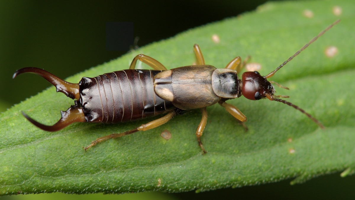 Pourquoi des perce-oreilles communs (Forficula auricularia) apparaissent-ils dans ma maison et à quel point peuvent-ils être dangereux ?