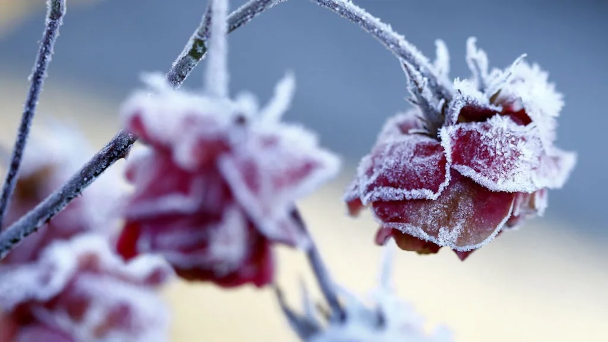 Météo : un retour possible du froid et du gel ? Les prévisions pour la semaine