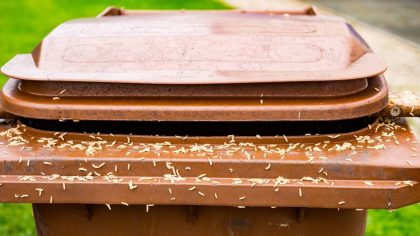 Nos solutions naturelles pour se débarrasser des asticots dans vos poubelles